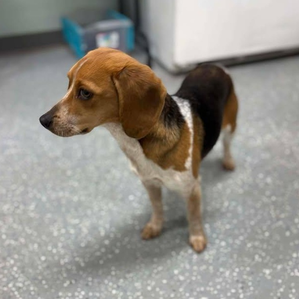 Enlarge Slinky, a ADOPTABLE Beagle in Bardstown, KY image 4/5