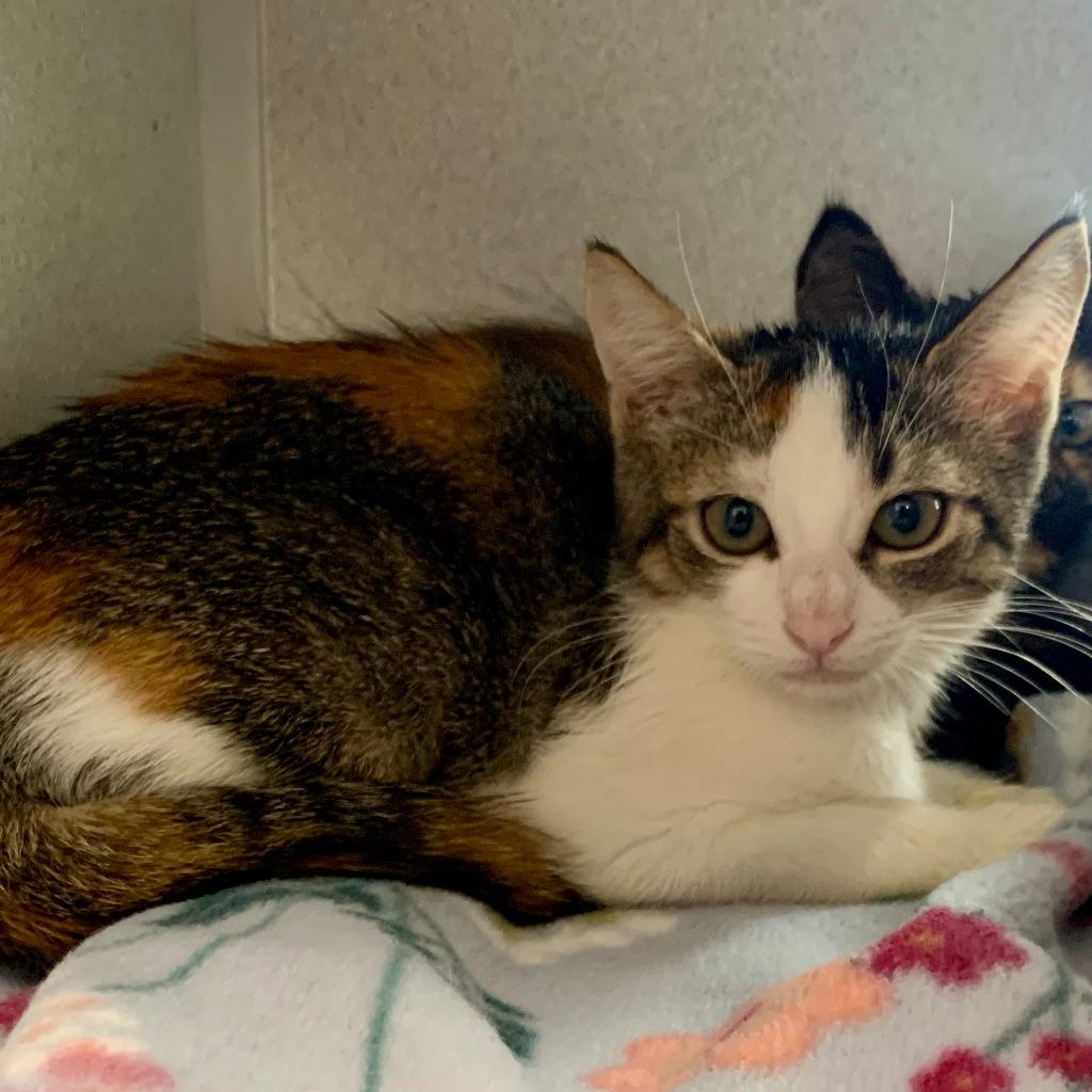 Pono (and Mango), Adoptable, Kitten Female Domestic Short Hair.