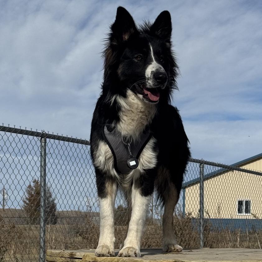 Enlarge JJ, a Adoptable mixed breed in Lander, WY image 1/1