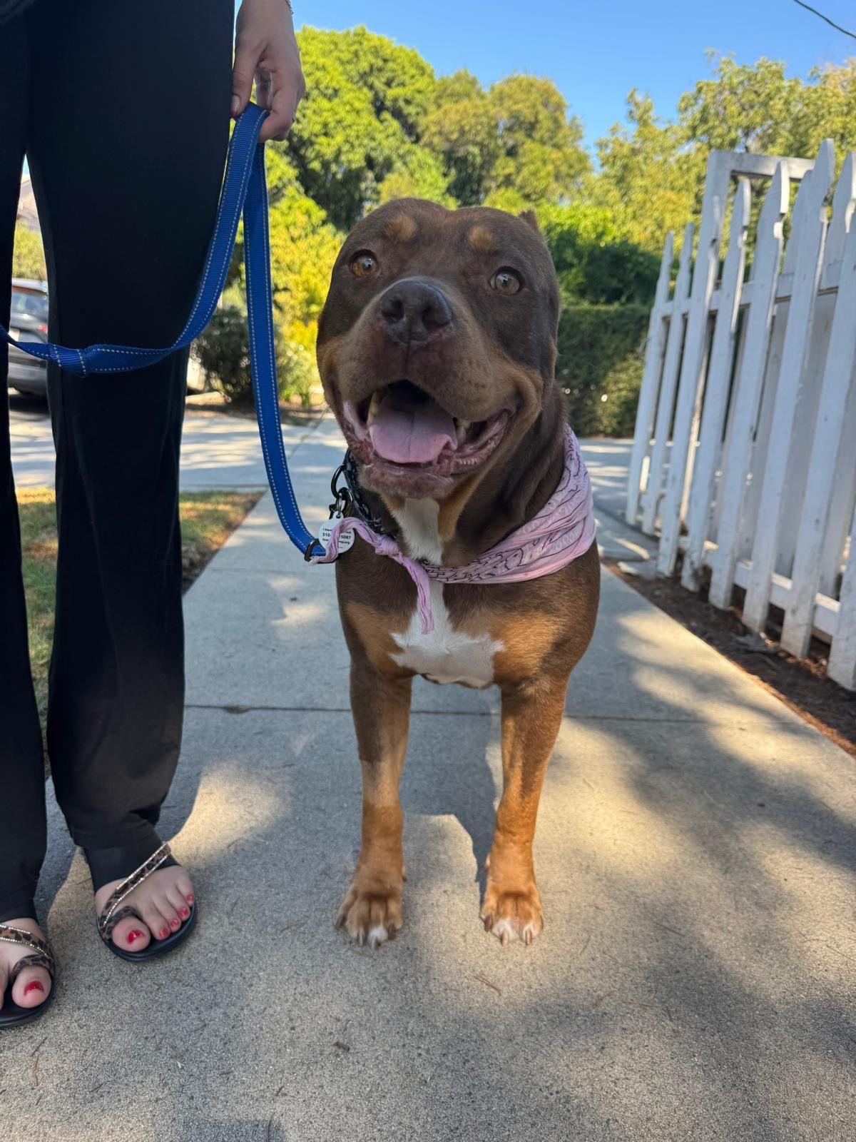Enlarge Sunny, a Adoptable American Bully in Los Angeles, CA image 4/6