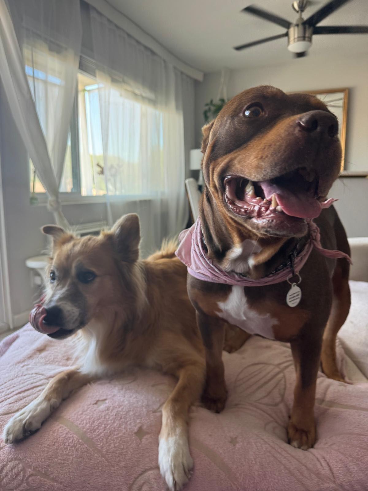 Enlarge Sunny, a Adoptable American Bully in Los Angeles, CA image 2/6