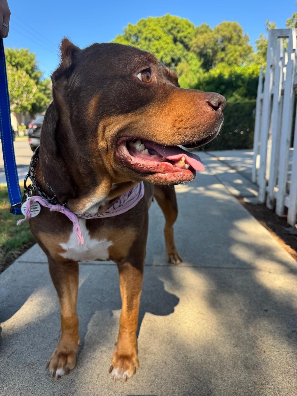 Enlarge Sunny, a Adoptable American Bully in Los Angeles, CA image 3/6