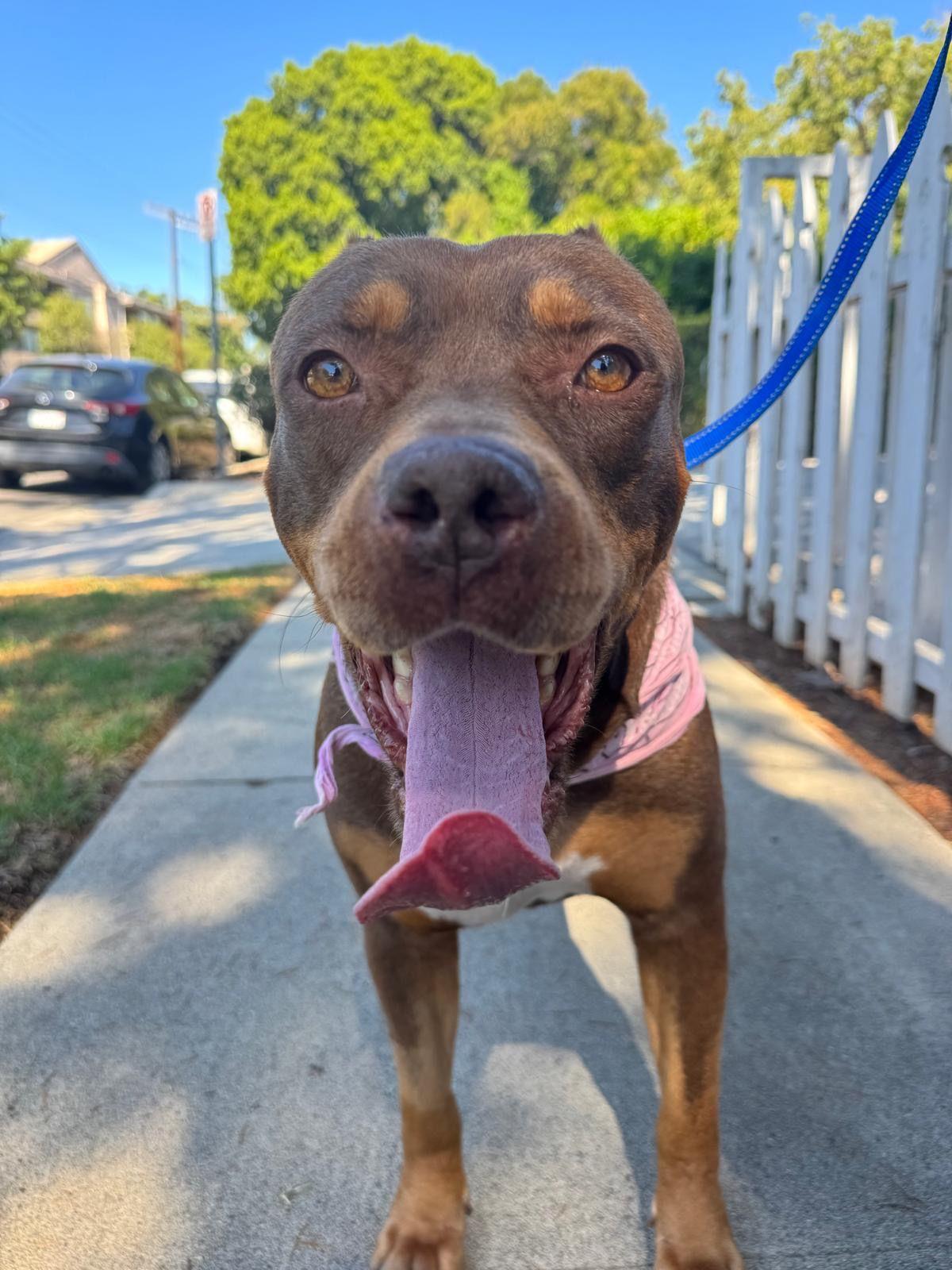 Enlarge Sunny, a Adoptable American Bully in Los Angeles, CA image 5/6