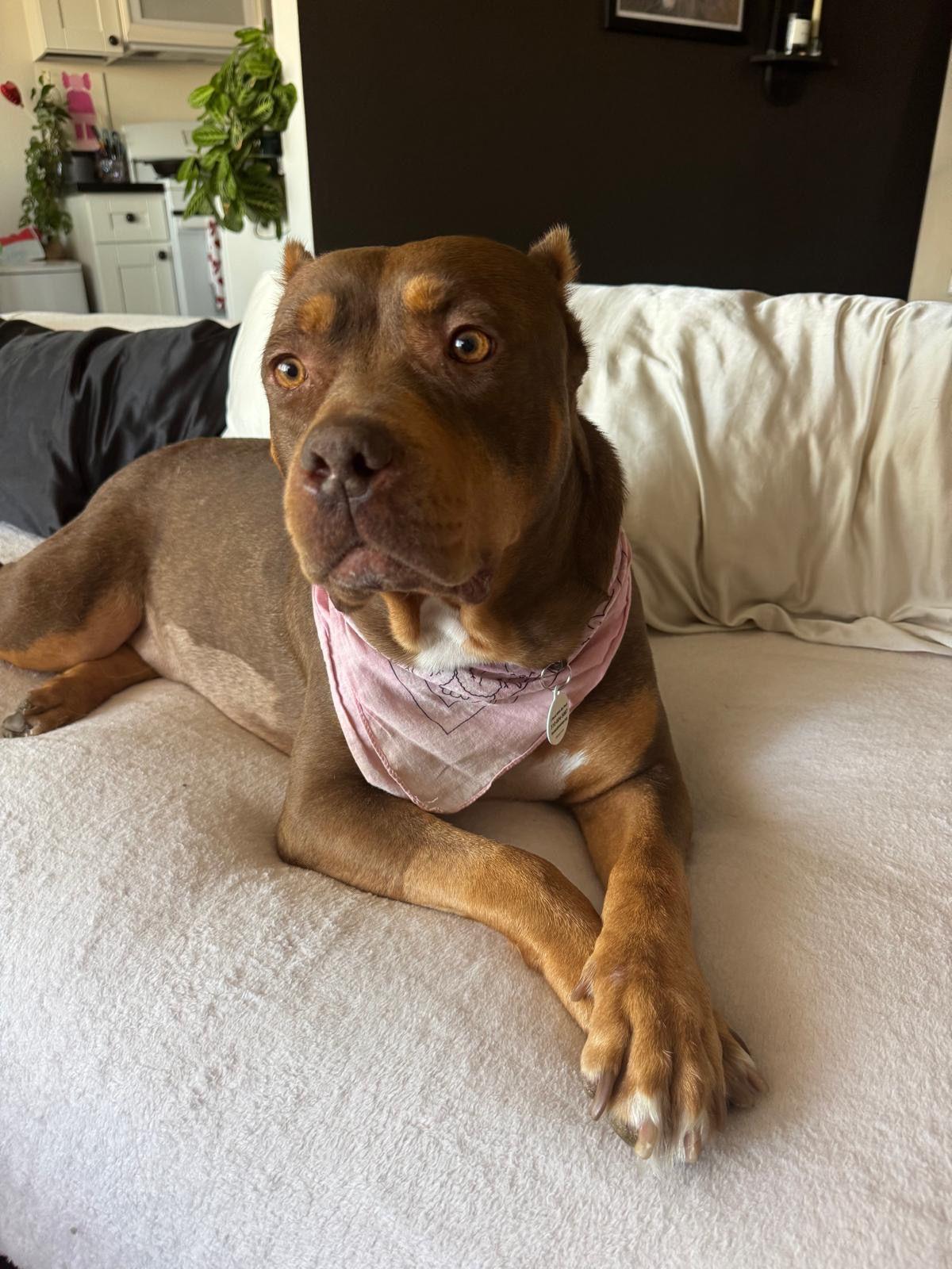 Enlarge Sunny, a Adoptable American Bully in Los Angeles, CA image 6/6