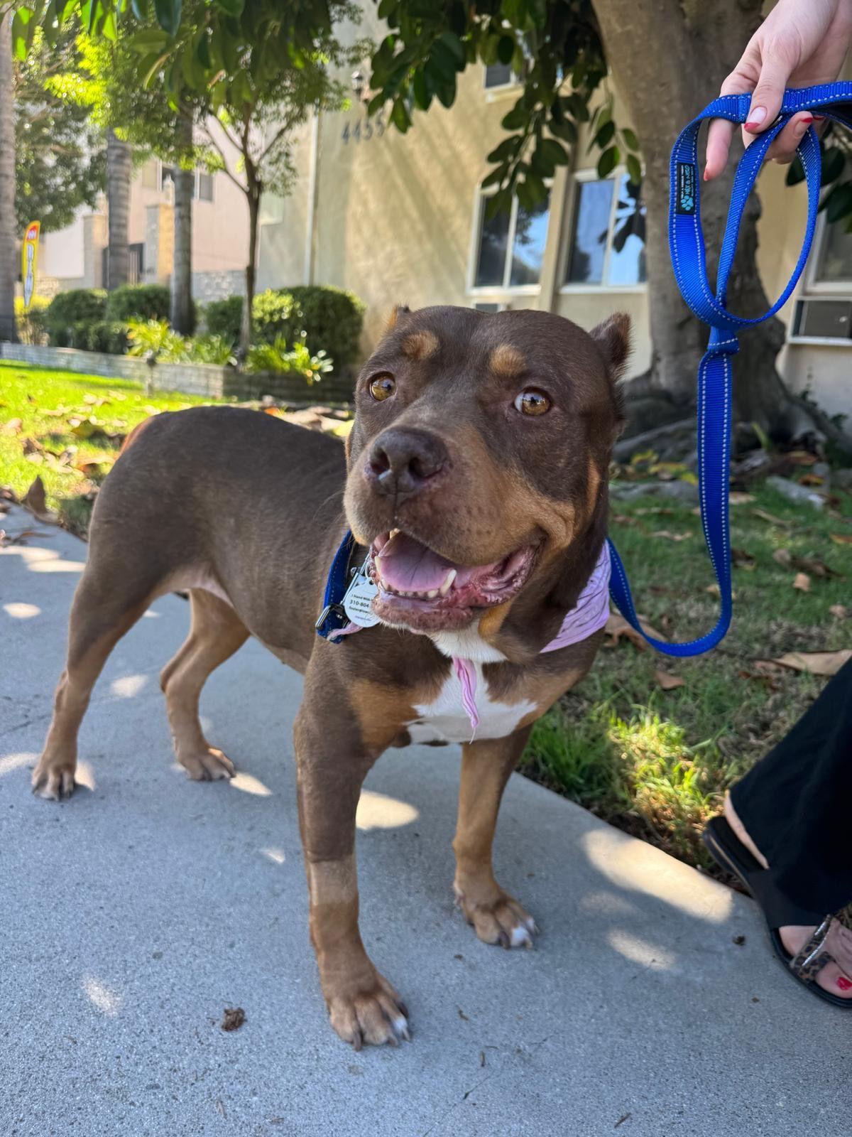 Sunny, Adoptable, Young Female American Bully.