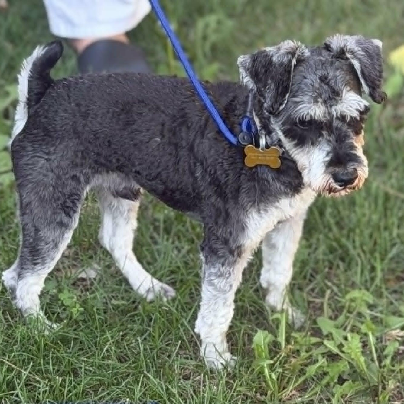 Enlarge OSCAR, a ADOPTABLE mixed breed in Loveland, CO image 5/5