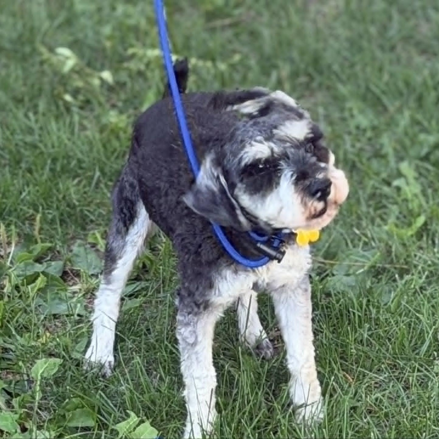 Enlarge OSCAR, a ADOPTABLE mixed breed in Loveland, CO image 4/5