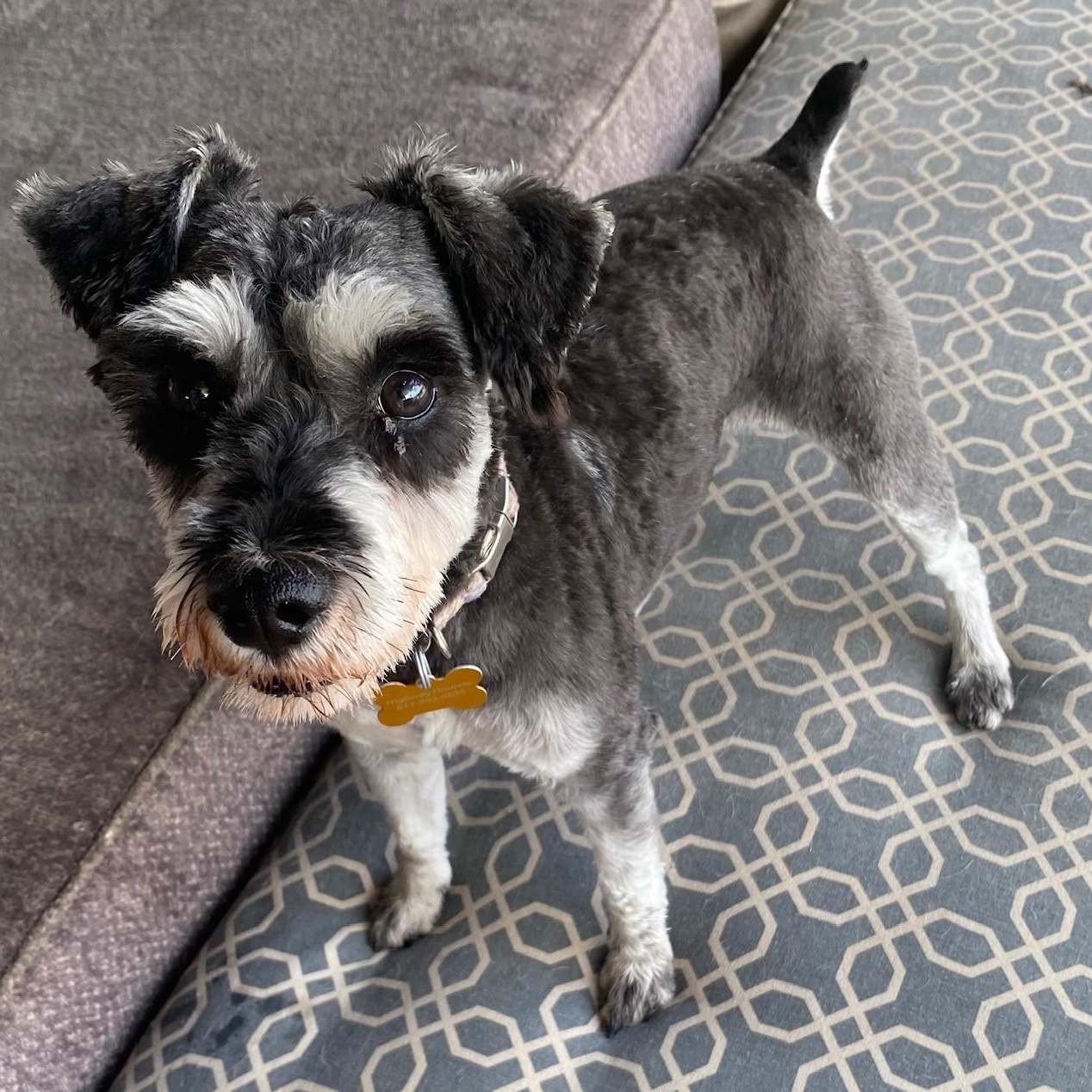 Enlarge OSCAR, a ADOPTABLE mixed breed in Loveland, CO image 3/5