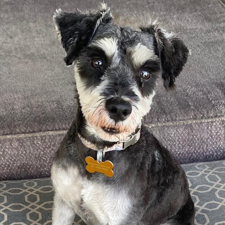 OSCAR, ADOPTABLE, Young Male Miniature Schnauzer.