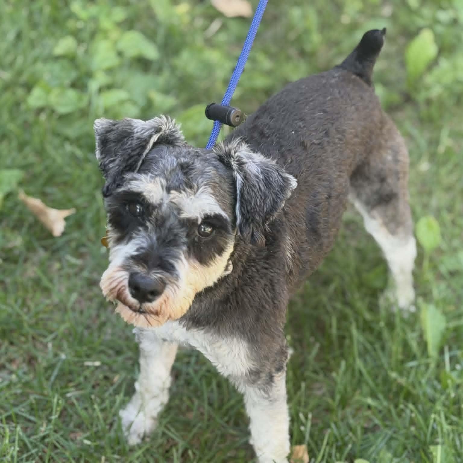 Enlarge OSCAR, a ADOPTABLE mixed breed in Loveland, CO image 2/5