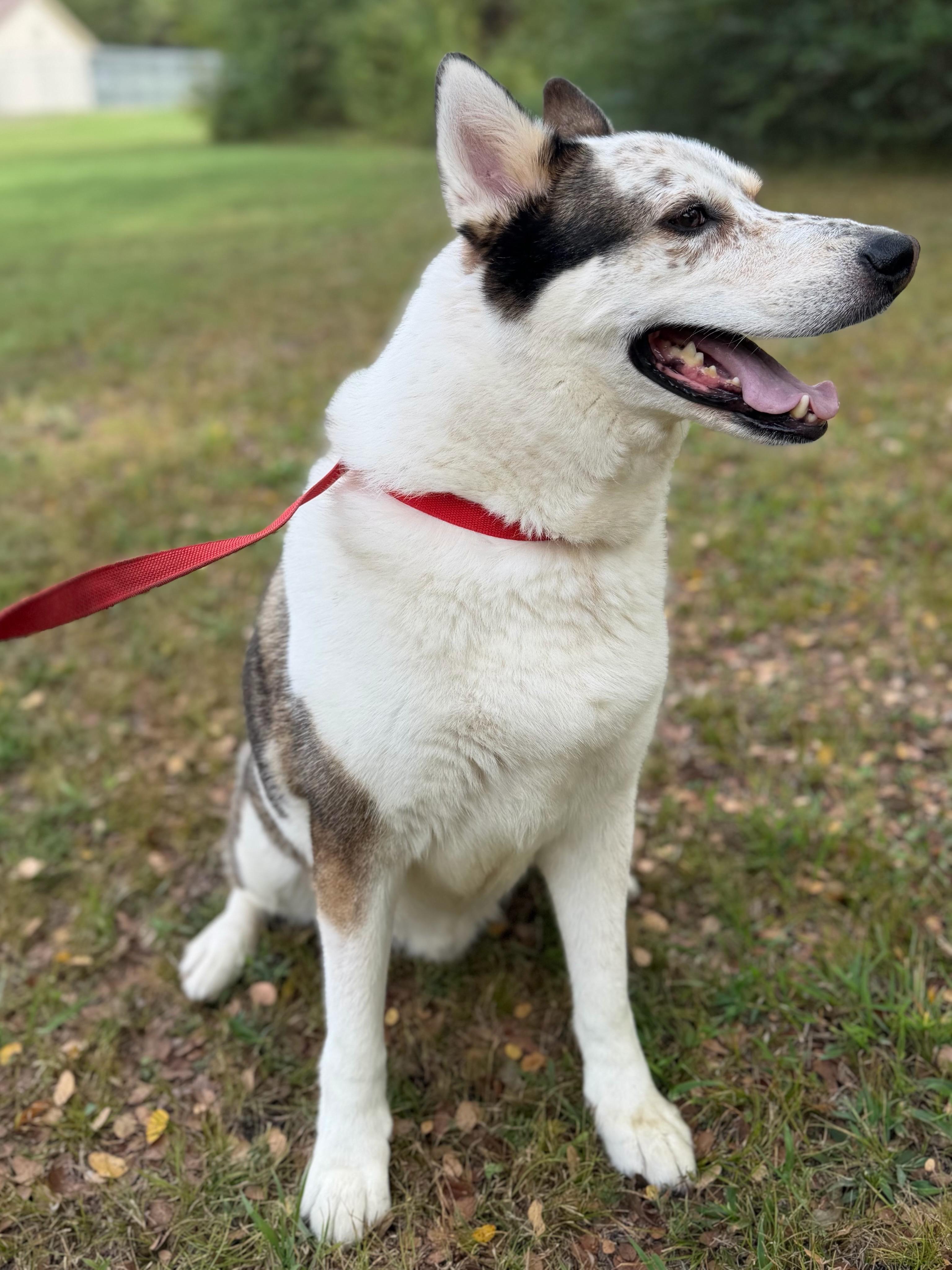 Enlarge Koda O2026062, a Adoptable mixed breed in Sherman, TX image 1/3