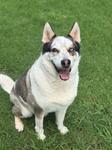 Koda O2026062, Adoptable, Senior Male Husky & Australian Cattle Dog / Blue Heeler.