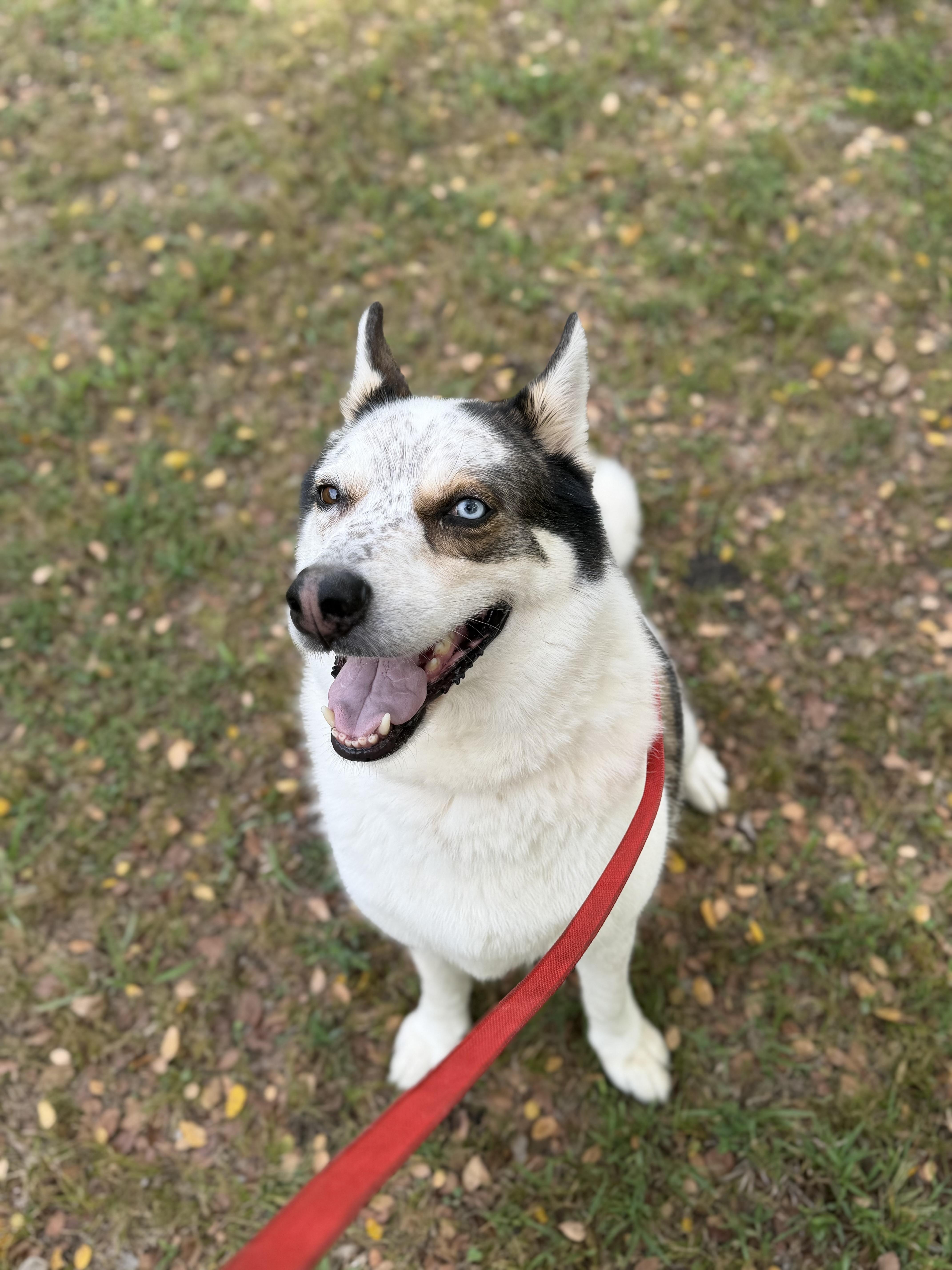 Enlarge Koda O2026062, a Adoptable mixed breed in Sherman, TX image 2/3