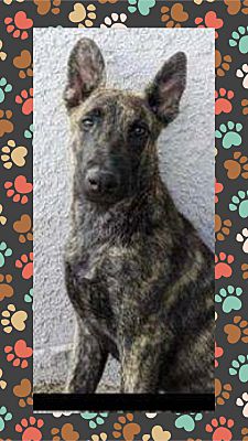 Enlarge Shadow, a Adoptable mixed breed in Santa Ana, CA image 1/1