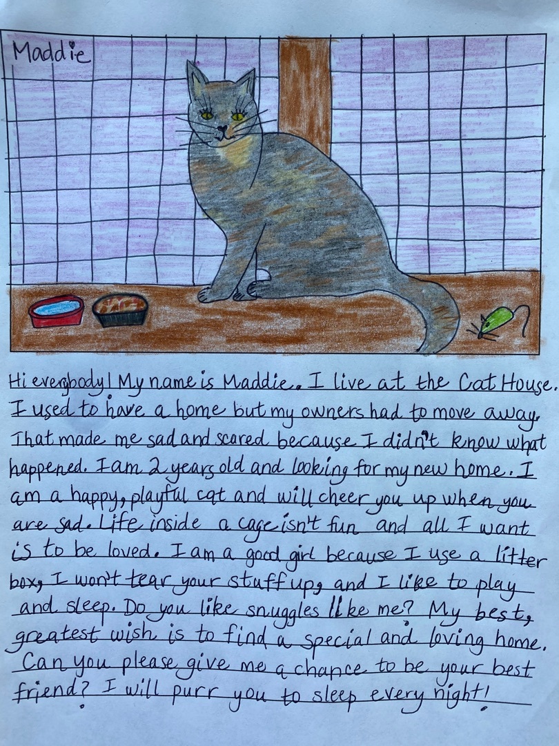 Maddie!, a Adopted Tortoiseshell in Okanogan, WA image 1/10