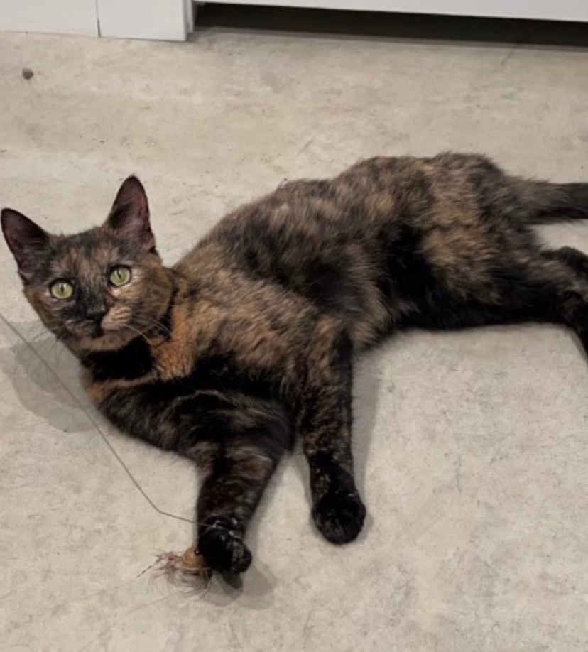 Maddie!, a Adopted Tortoiseshell in Okanogan, WA image 2/10