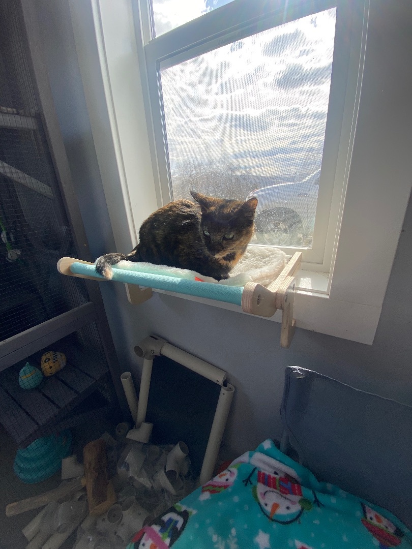 Maddie!, a Adopted Tortoiseshell in Okanogan, WA image 3/10