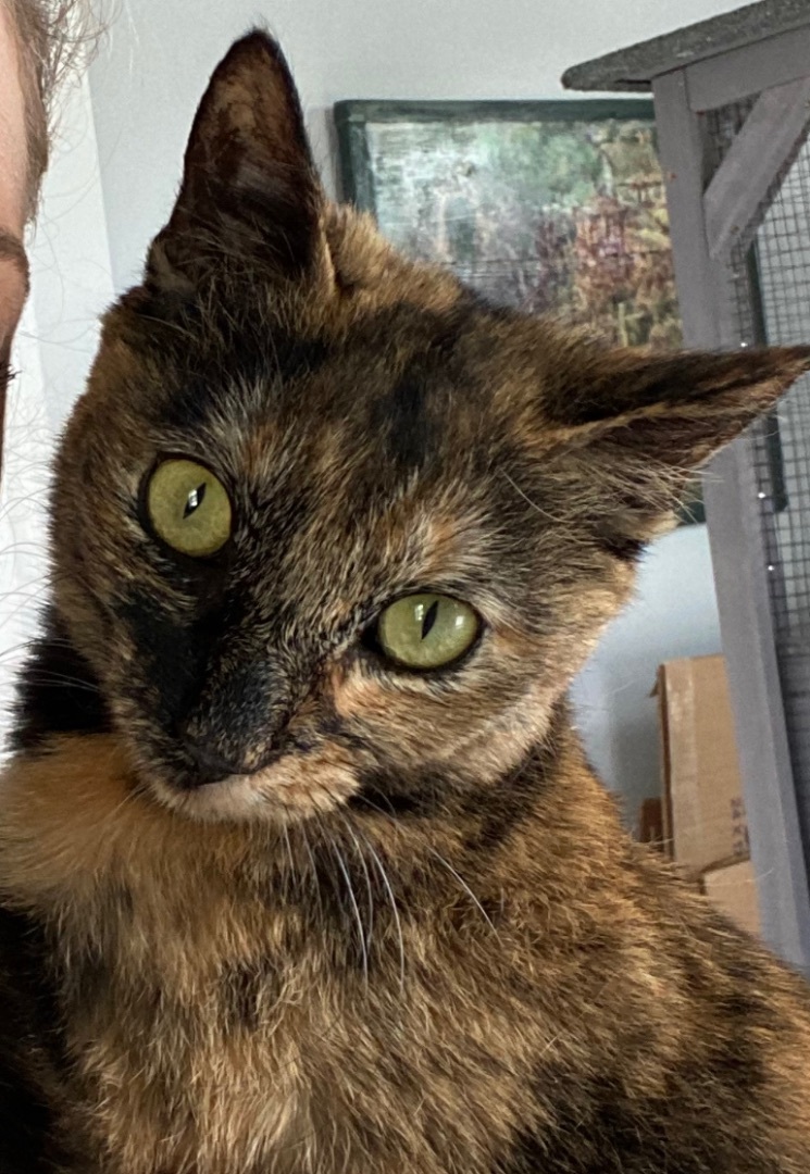 Maddie!, a Adopted Tortoiseshell in Okanogan, WA image 4/10