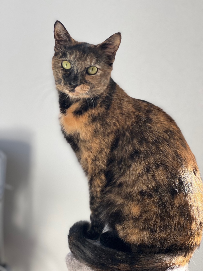 Maddie!, a Adopted Tortoiseshell in Okanogan, WA image 5/10
