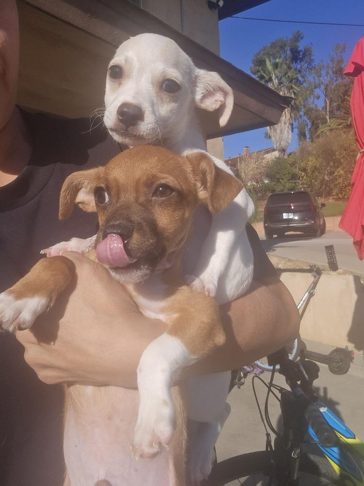 Randall, Adoptable, Puppy Male Chihuahua.