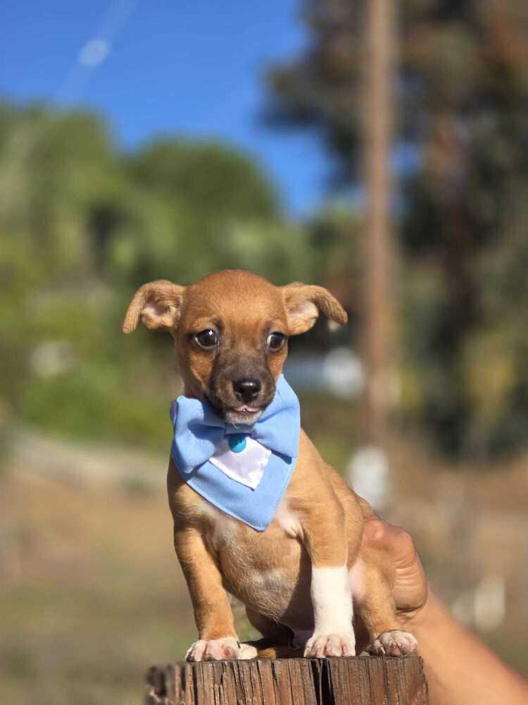 Randall, a Adoptable mixed breed in New York, NY image 2/3