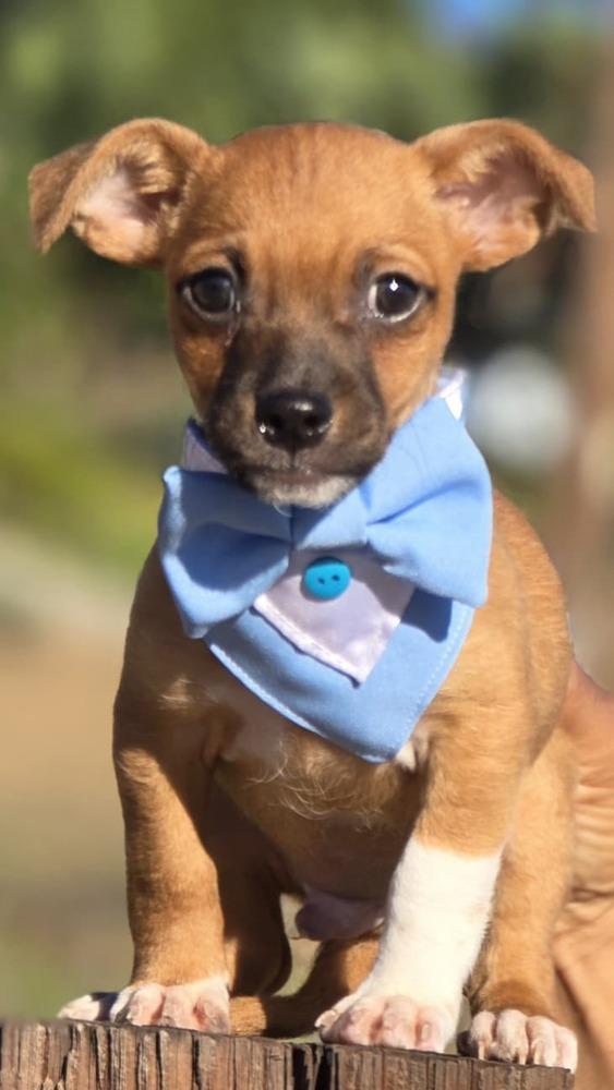 Randall, a Adoptable mixed breed in New York, NY image 3/3