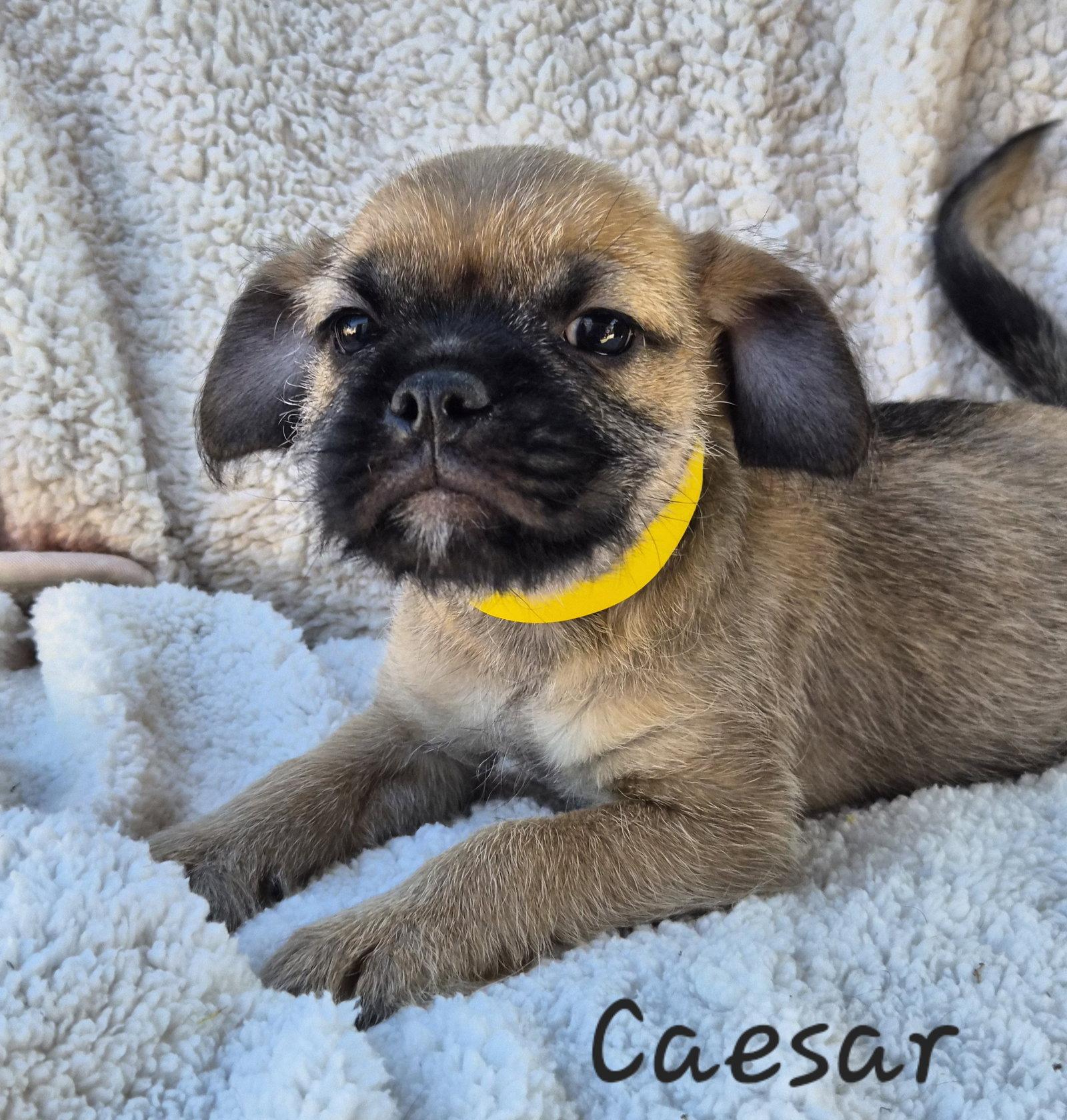 Caesar, Adoptable, Puppy Male Pug.