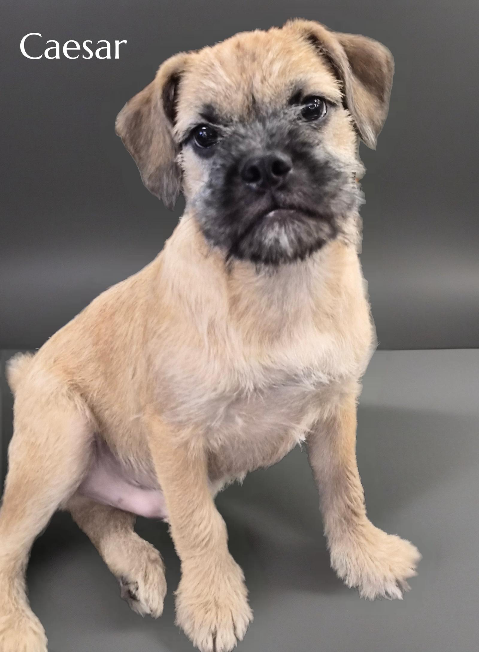 Enlarge Caesar, a Adoptable Pug in Phelan, CA image 2/2