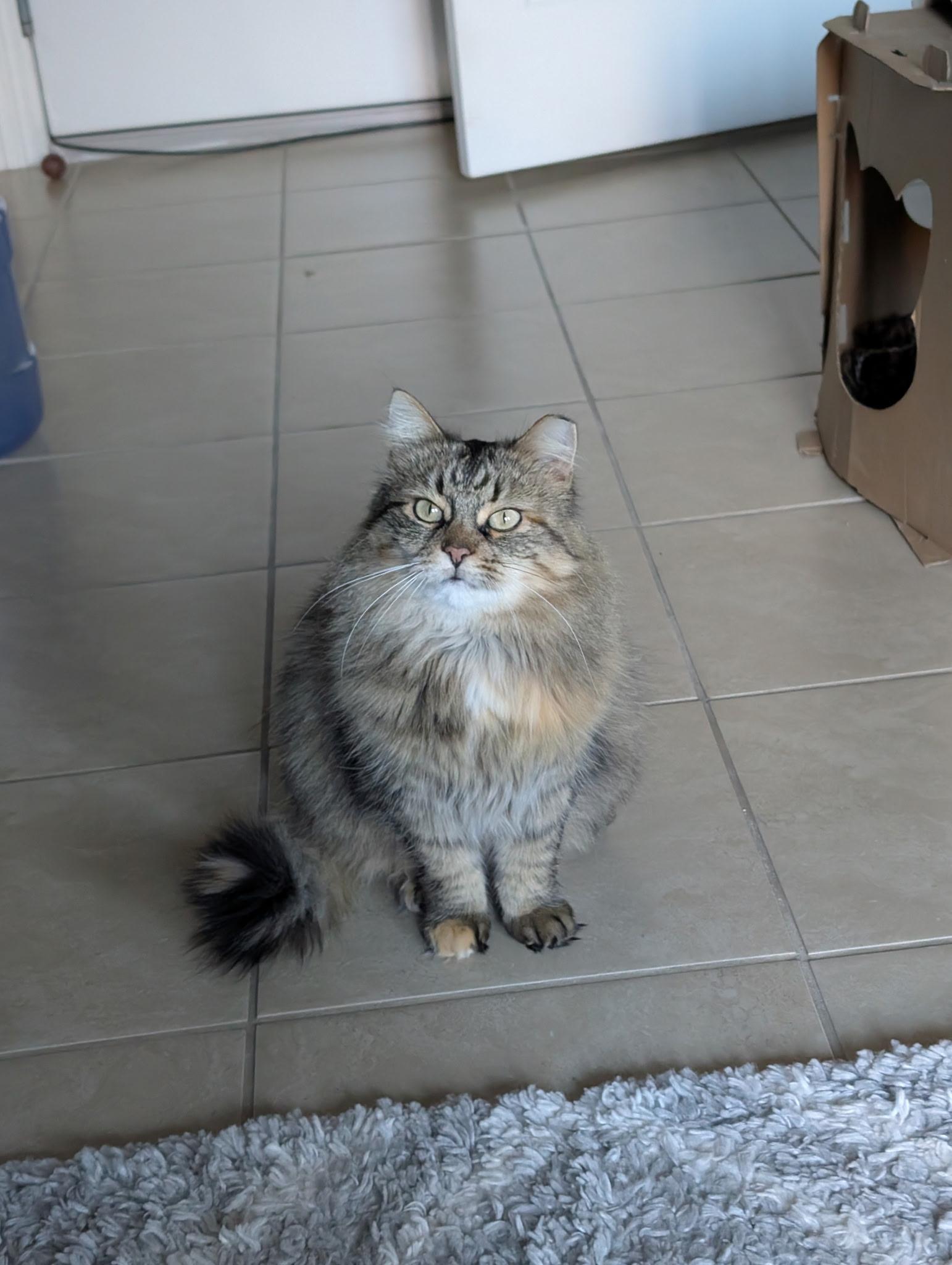 Kiki , a ADOPTABLE Domestic Long Hair in Hamilton, ON image 1/5