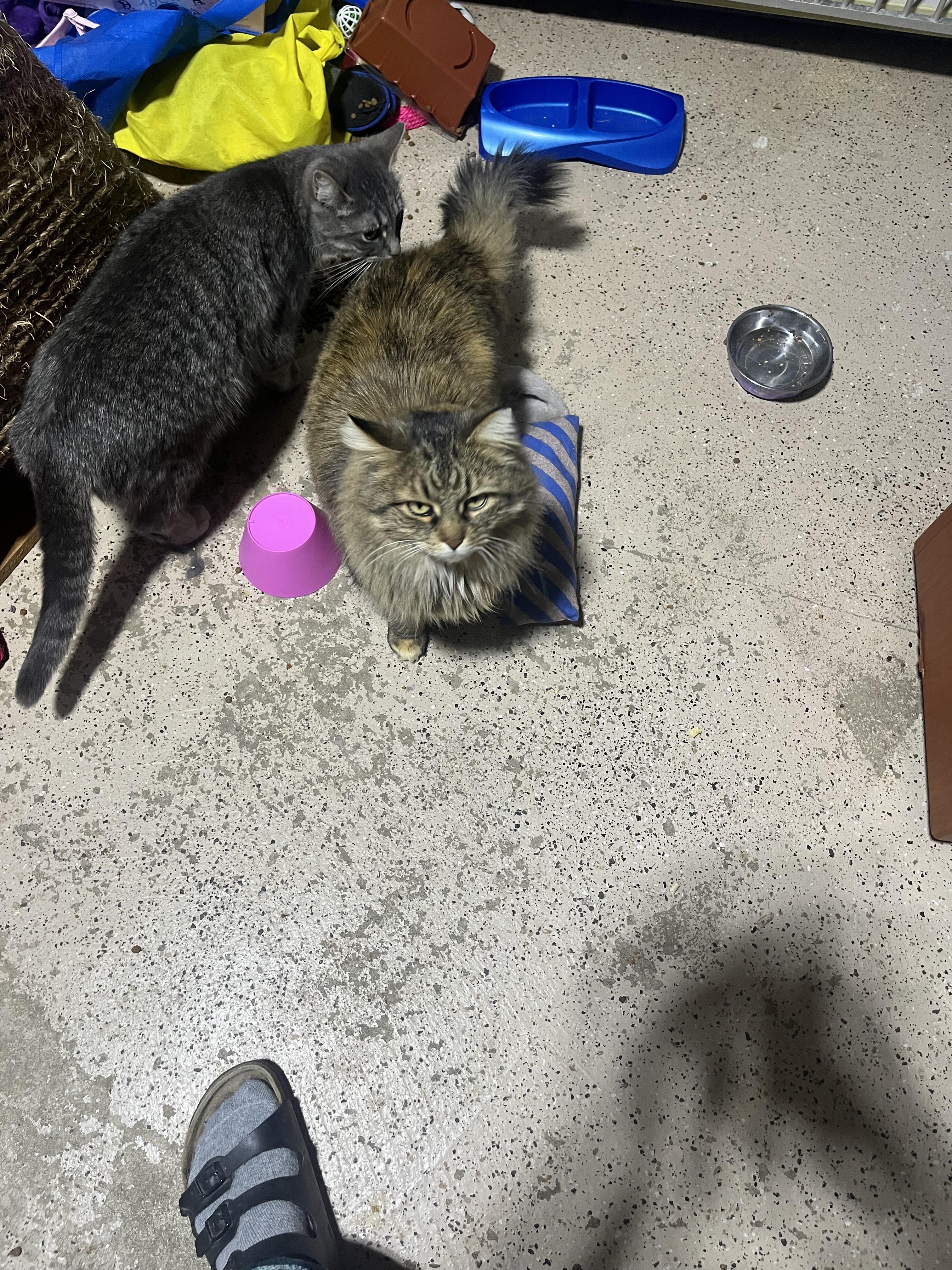 Kiki , a ADOPTABLE Domestic Long Hair in Hamilton, ON image 5/5