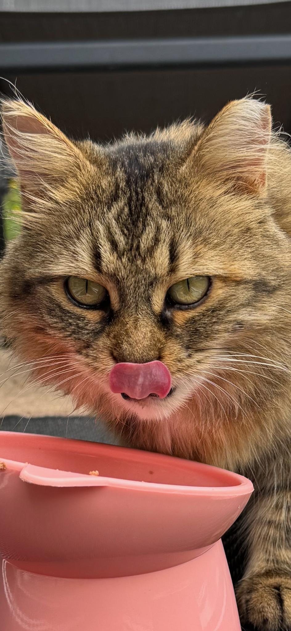 Kiki , a ADOPTABLE Domestic Long Hair in Hamilton, ON image 2/5