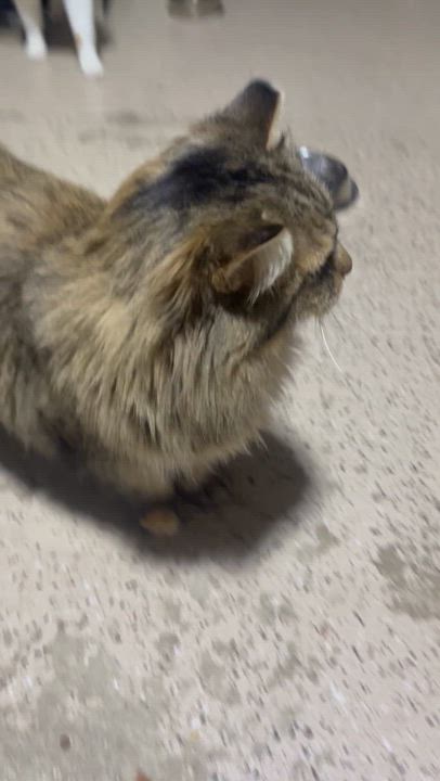 Enlarge Kiki , a ADOPTABLE Domestic Long Hair in Hamilton, ON video 3/5