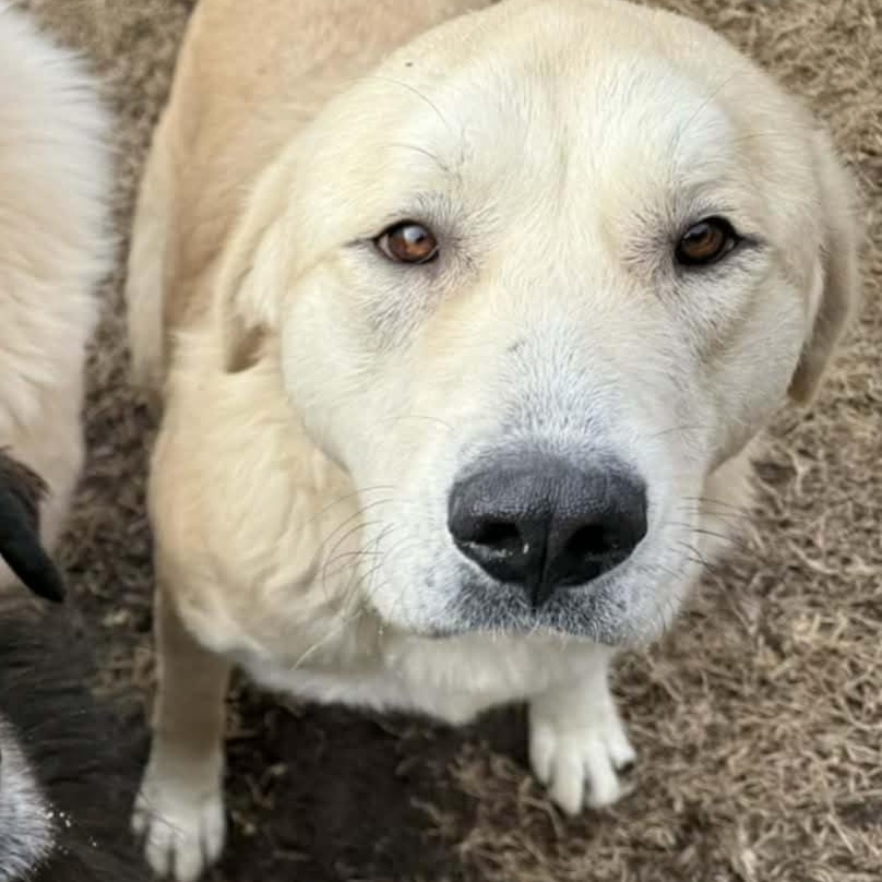 Enlarge Ivy, an adoptable mixed breed in Orange, VA image 1/3