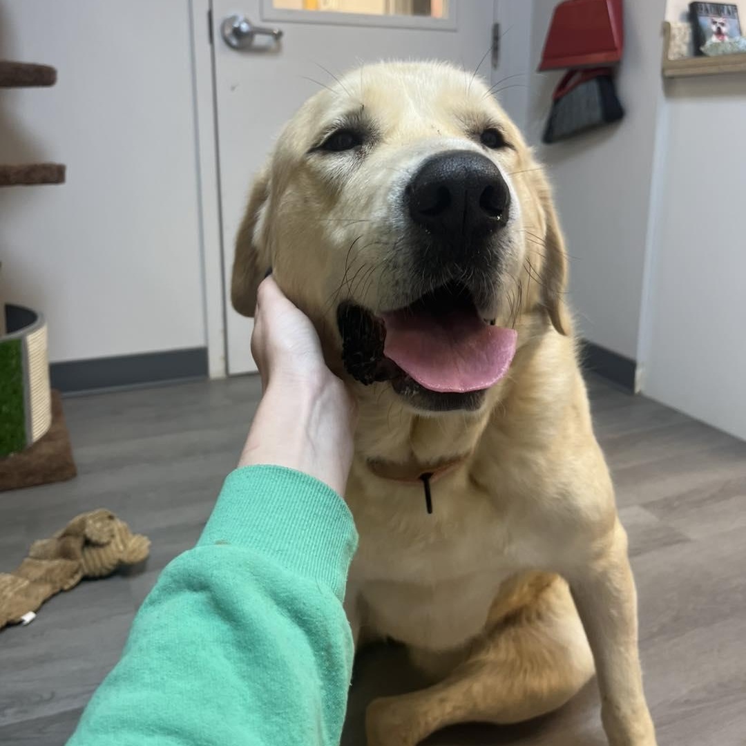 Ivy, an adoptable mixed breed in Orange, VA image 2/6