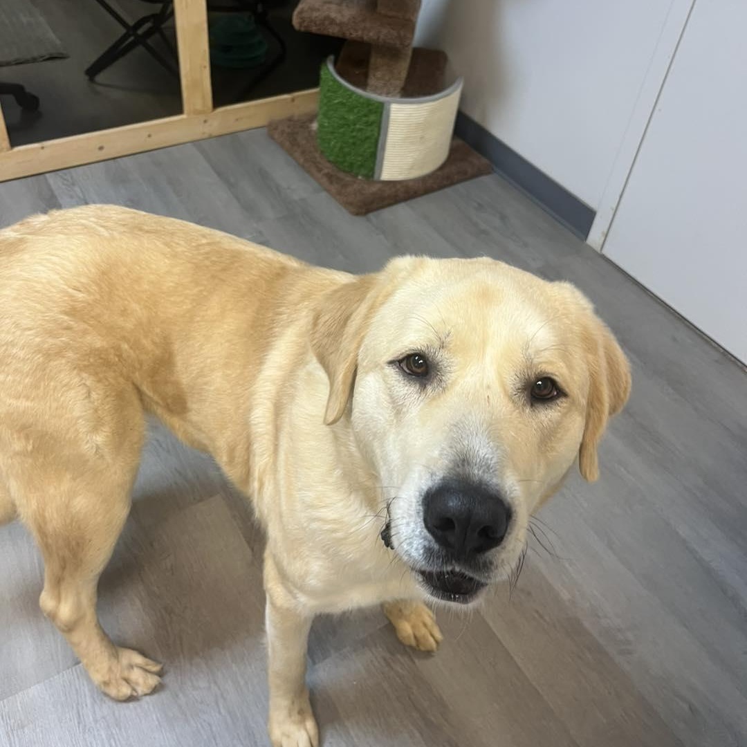 Ivy, an adoptable mixed breed in Orange, VA image 5/6