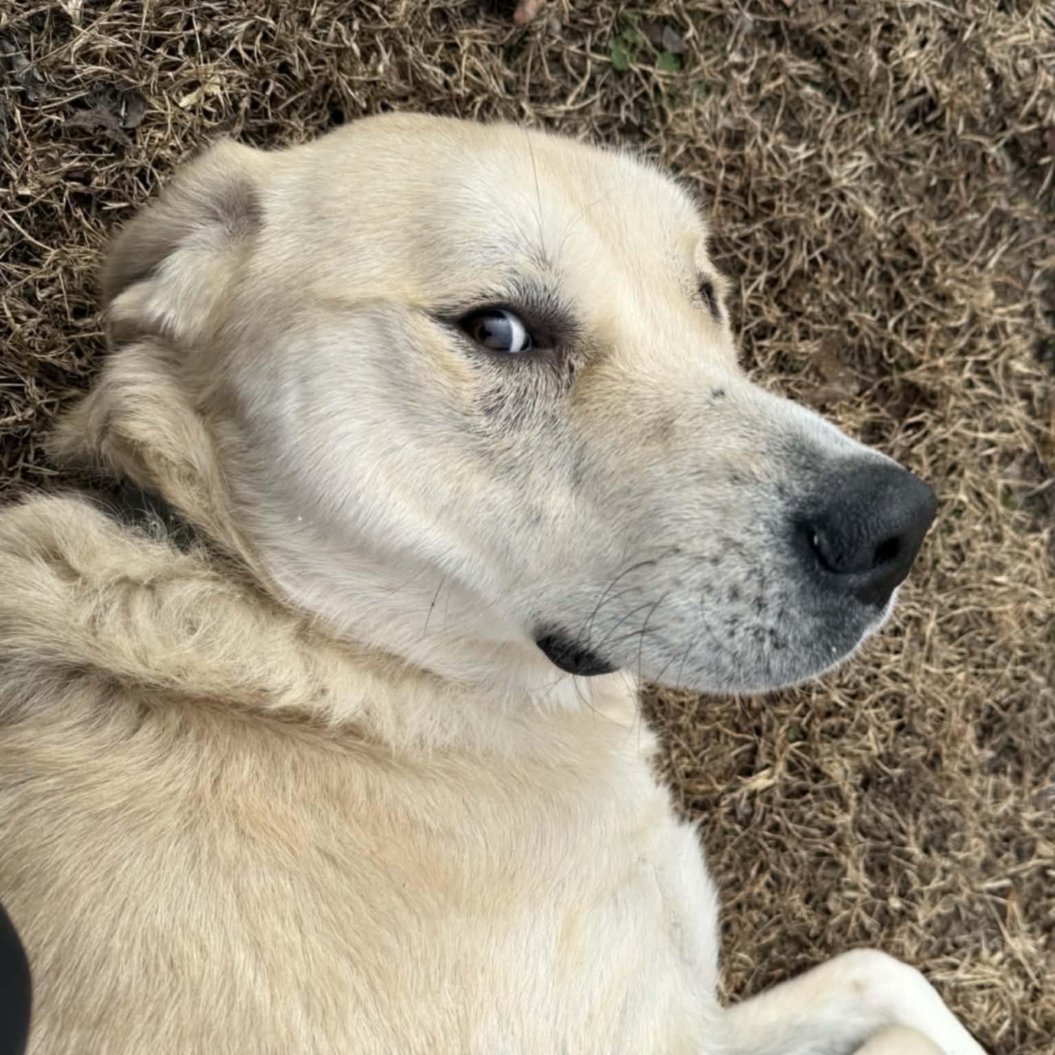 Enlarge Ivy, an adoptable mixed breed in Orange, VA image 2/3