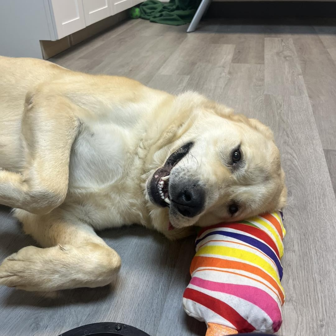 Ivy, adoptable, Adult Female Great Pyrenees & Anatolian Shepherd.