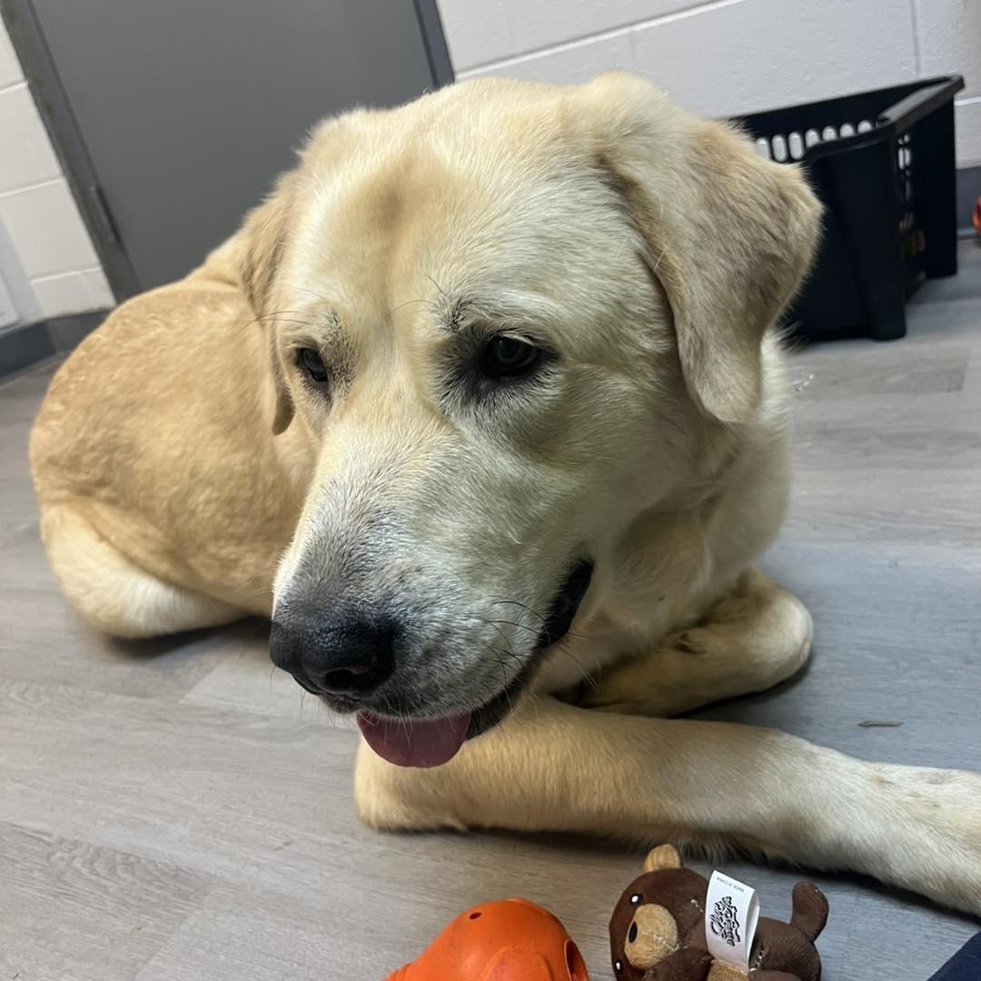 Ivy, an adoptable mixed breed in Orange, VA image 3/6