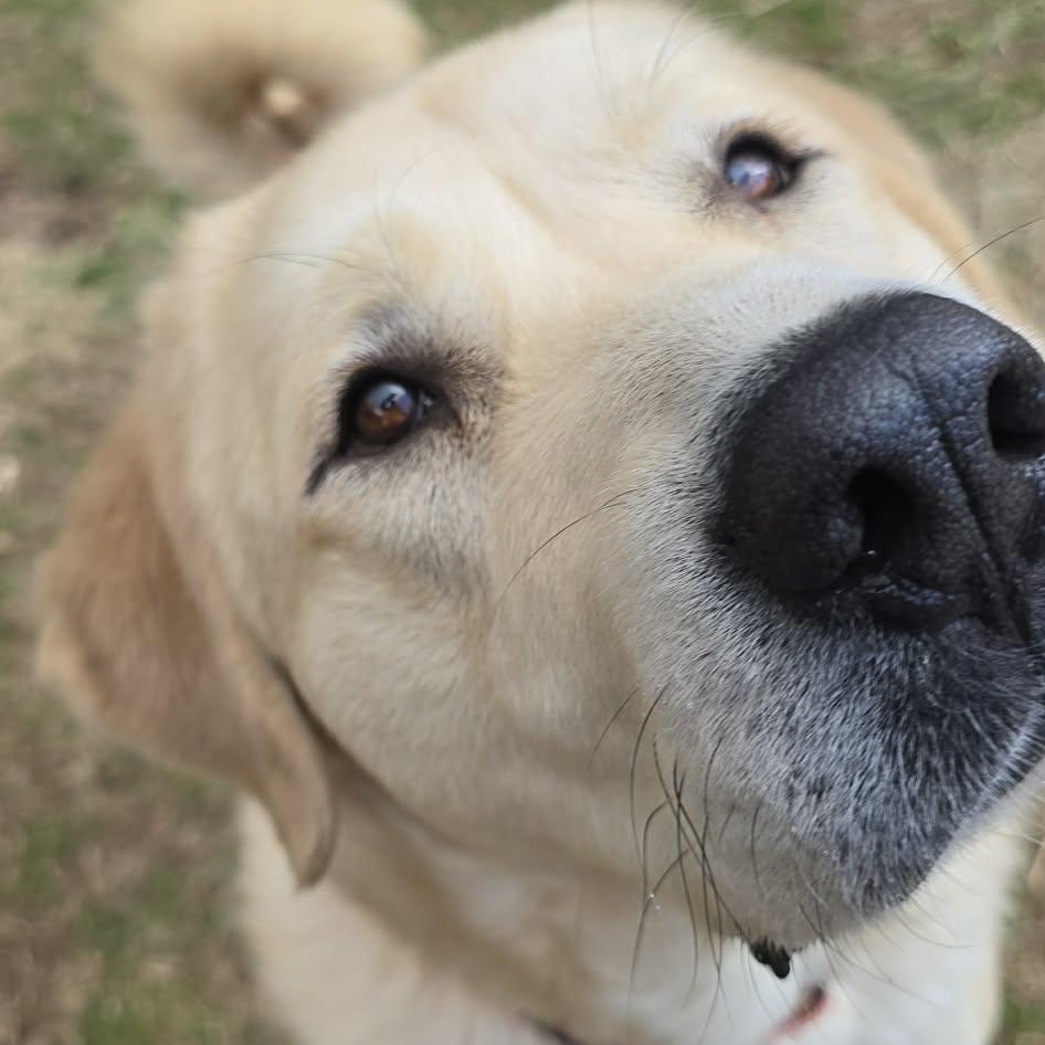 Ivy, adoptable, Adult Female Great Pyrenees & Anatolian Shepherd.