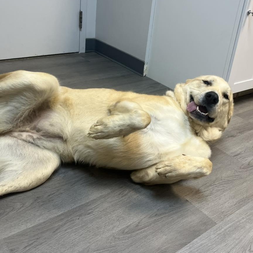 Ivy, an adoptable mixed breed in Orange, VA image 4/6