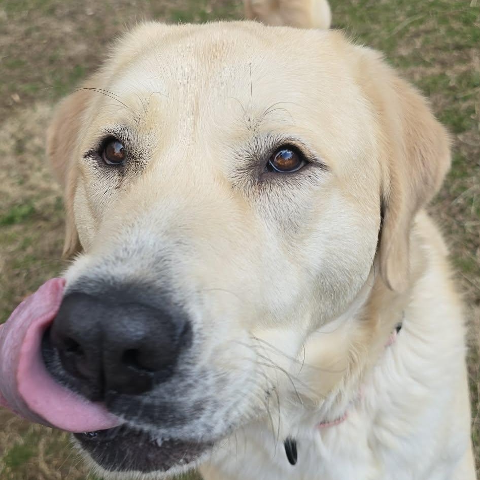 Enlarge Ivy, an adoptable mixed breed in Orange, VA image 2/5
