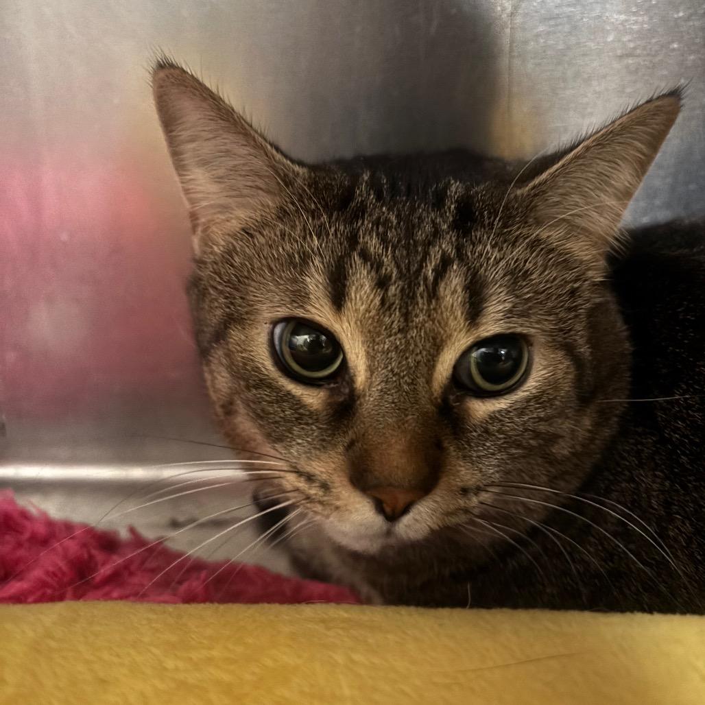 Enlarge Simba 114C25, a Adoptable Domestic Short Hair in Napoleon, OH image 1/6