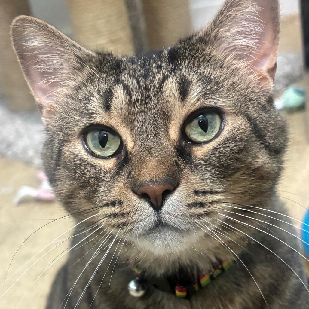 Enlarge Simba 114C25, a Adoptable Domestic Short Hair in Napoleon, OH image 2/6