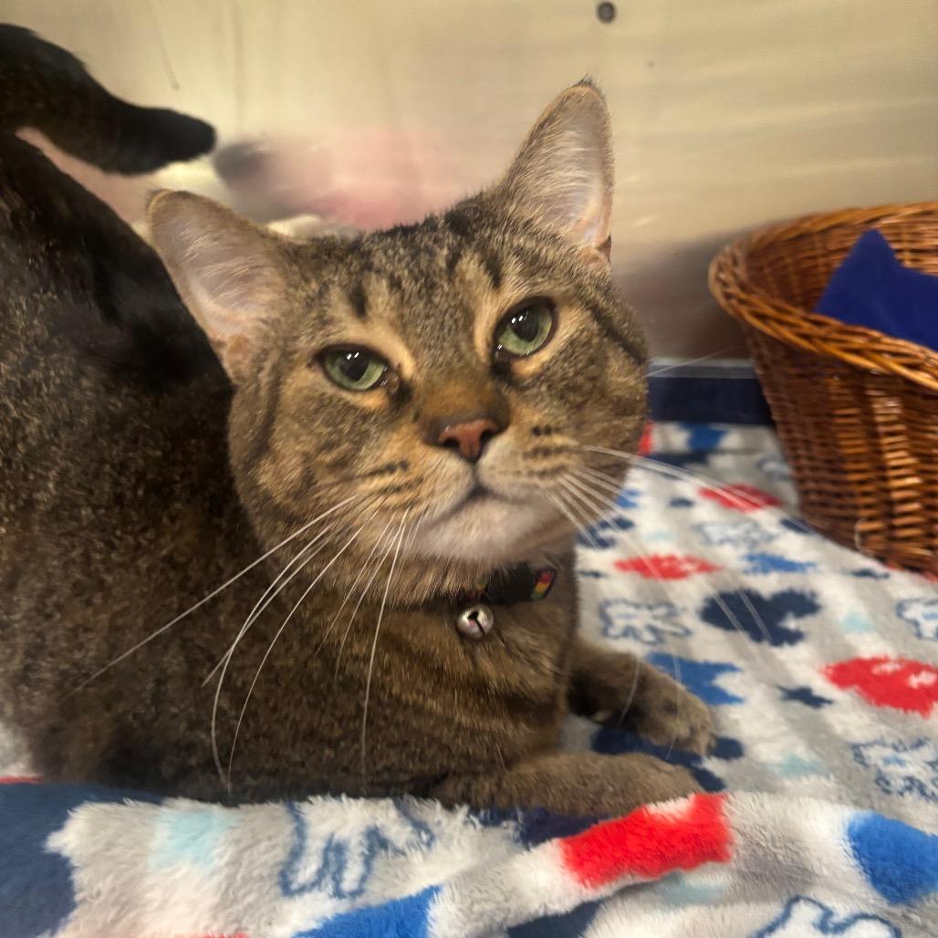 Enlarge Simba 114C25, a Adoptable Domestic Short Hair in Napoleon, OH image 2/6