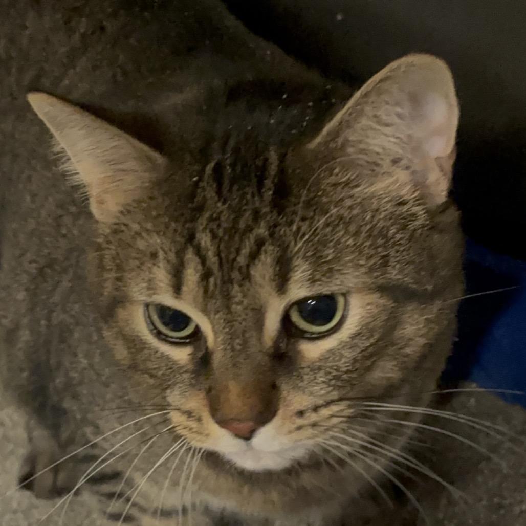 Enlarge Simba 114C25, a Adoptable Domestic Short Hair in Napoleon, OH image 3/6