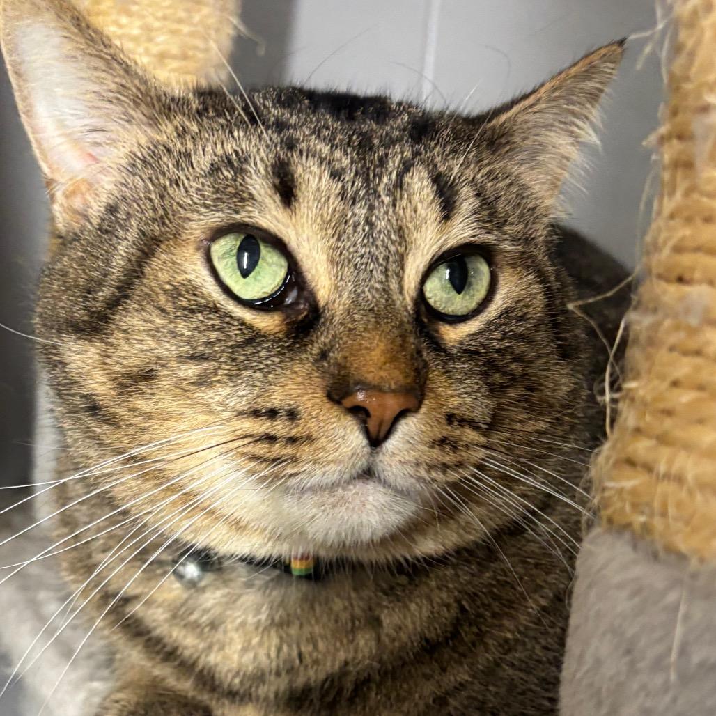 Enlarge Simba 114C25, a Adoptable Domestic Short Hair in Napoleon, OH image 3/6