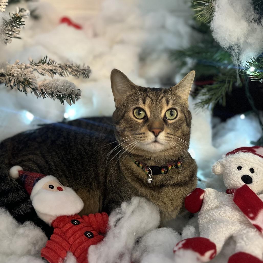 Enlarge Simba 114C25, a Adoptable Domestic Short Hair in Napoleon, OH image 4/6