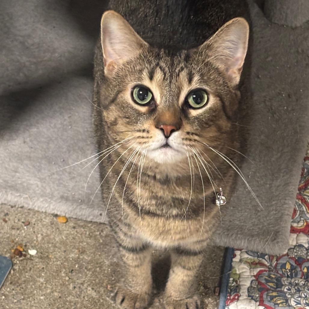 Enlarge Simba 114C25, a Adoptable Domestic Short Hair in Napoleon, OH image 5/6