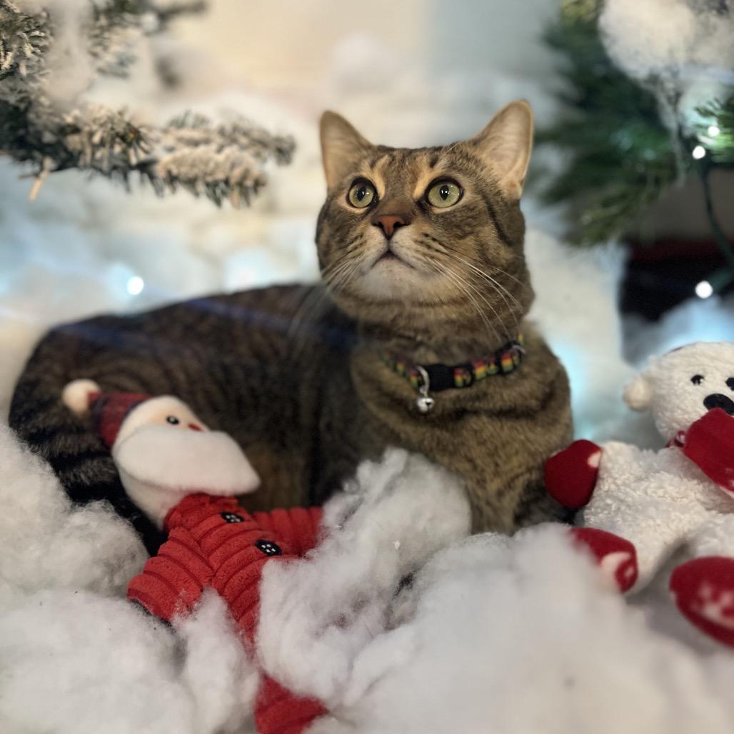 Enlarge Simba 114C25, a Adoptable Domestic Short Hair in Napoleon, OH image 6/6