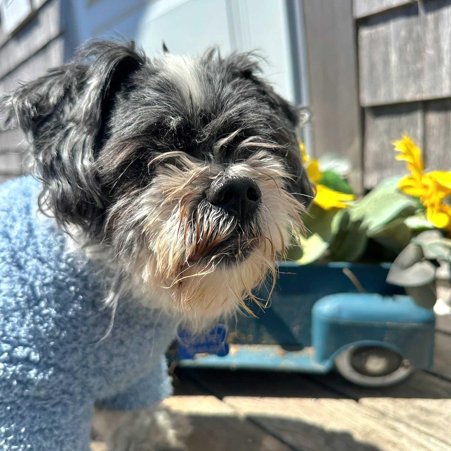 Nixon (IN TRIAL ADOPTION), a ADOPTABLE Shih Tzu in Nantucket, MA image 2/2